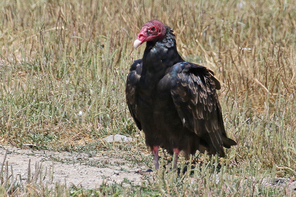 Turkey Vulture - ML601050901