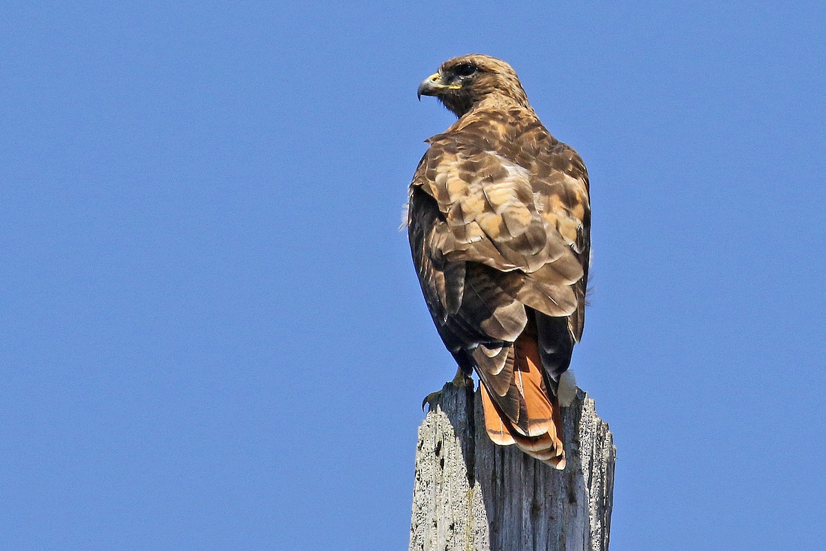 Red-tailed Hawk - ML601051091