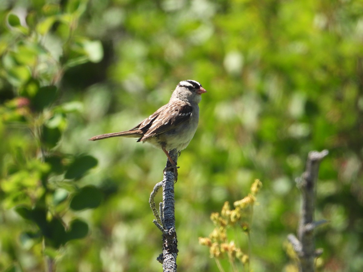 White-crowned Sparrow - ML601056661
