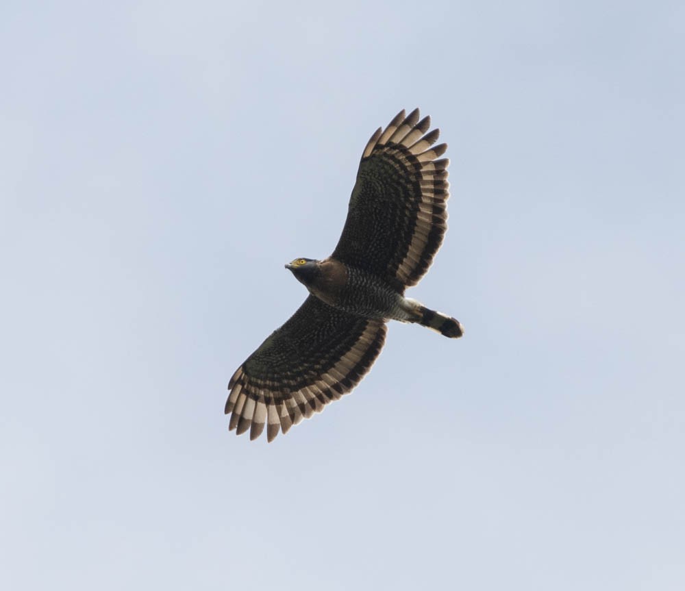 Sulawesi Serpent-Eagle - ML601059121