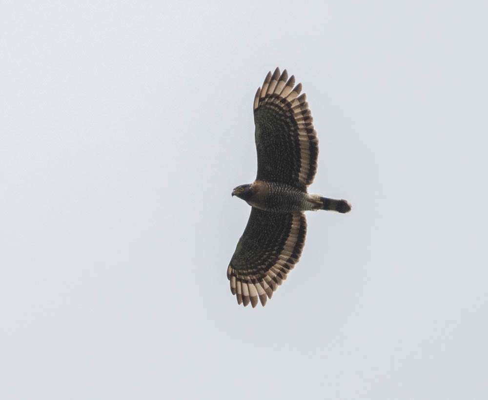 Sulawesi Serpent-Eagle - Lindy Fung