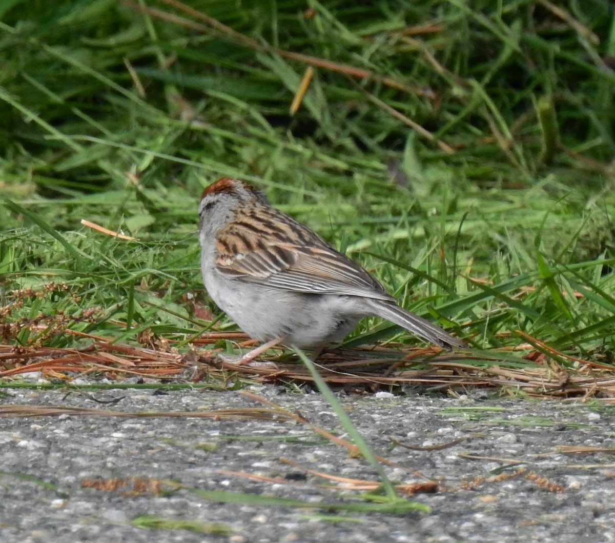Chipping Sparrow - ML60106001