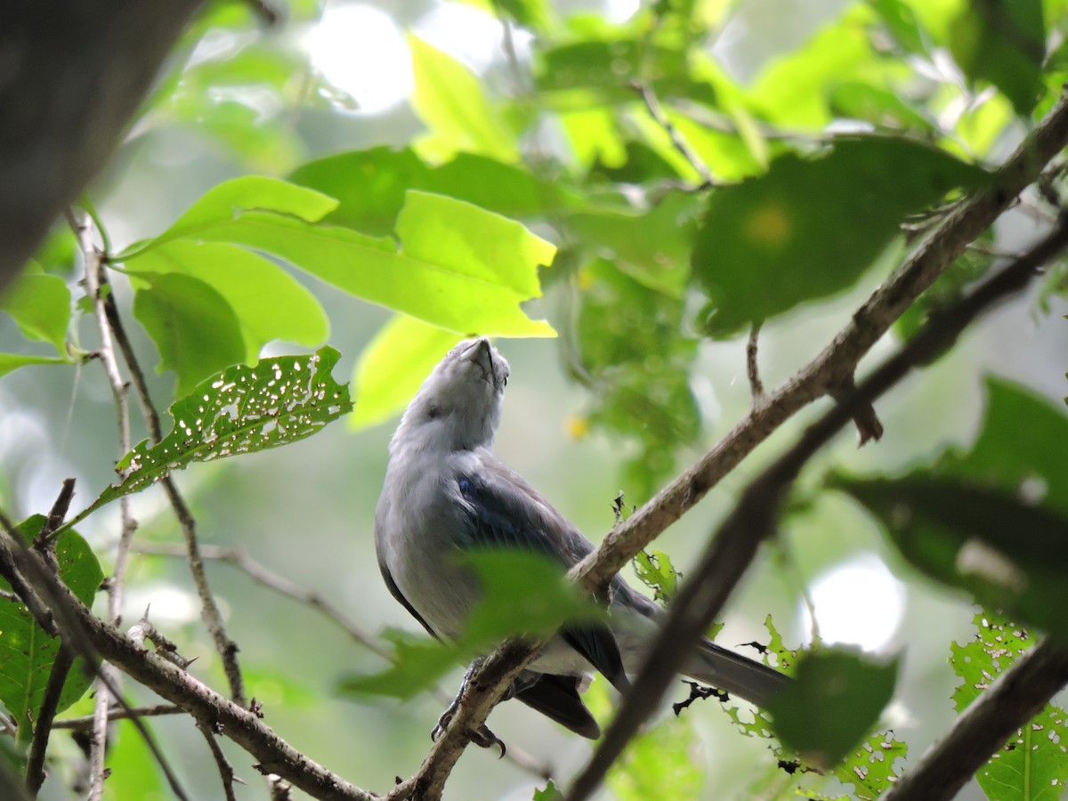 Blue-gray Tanager - ML601065511