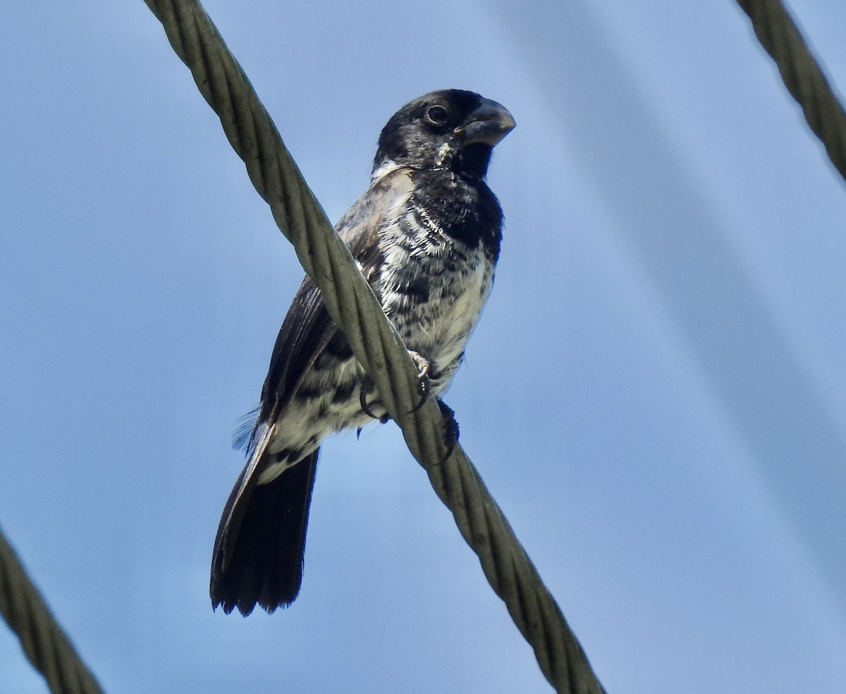 Variable Seedeater - ML601068371