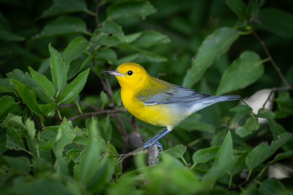 Prothonotary Warbler - ML601068511