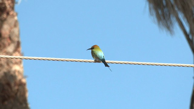 Rainbow Bee-eater - ML601071101