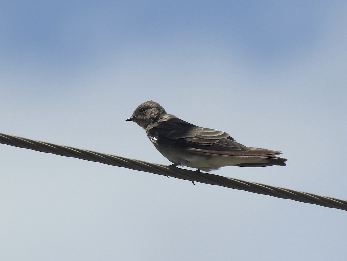 Northern Rough-winged Swallow - ML601072131
