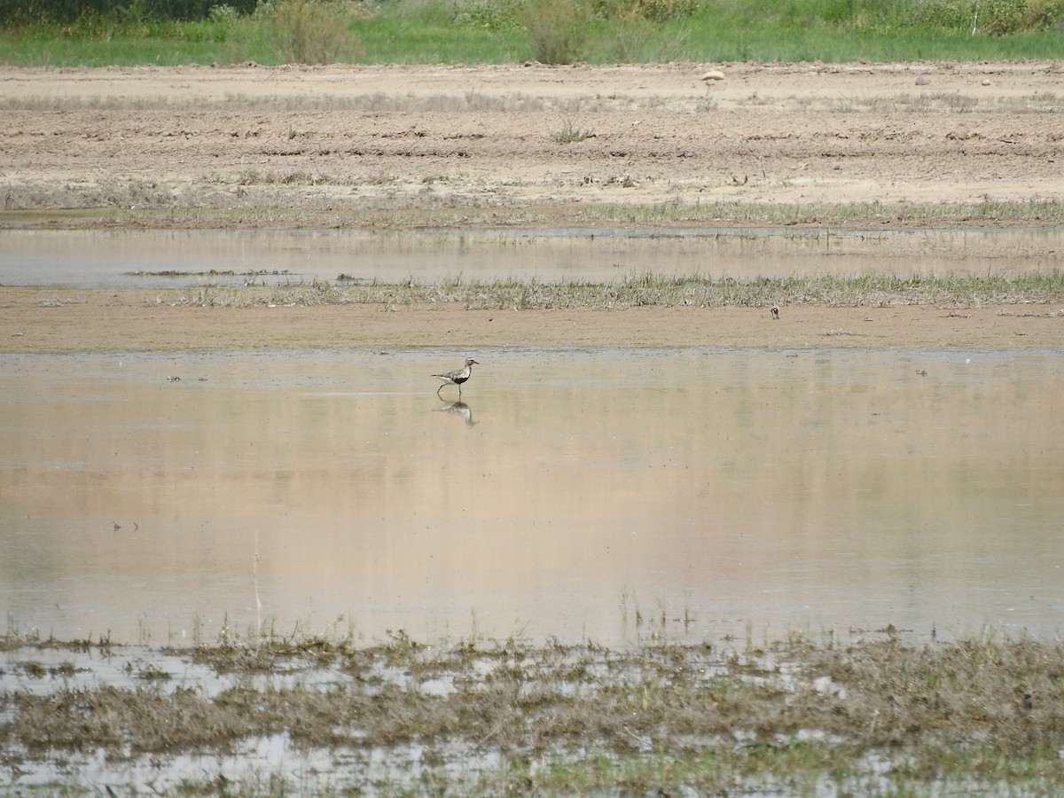 Black-bellied Plover - Heather Campbell