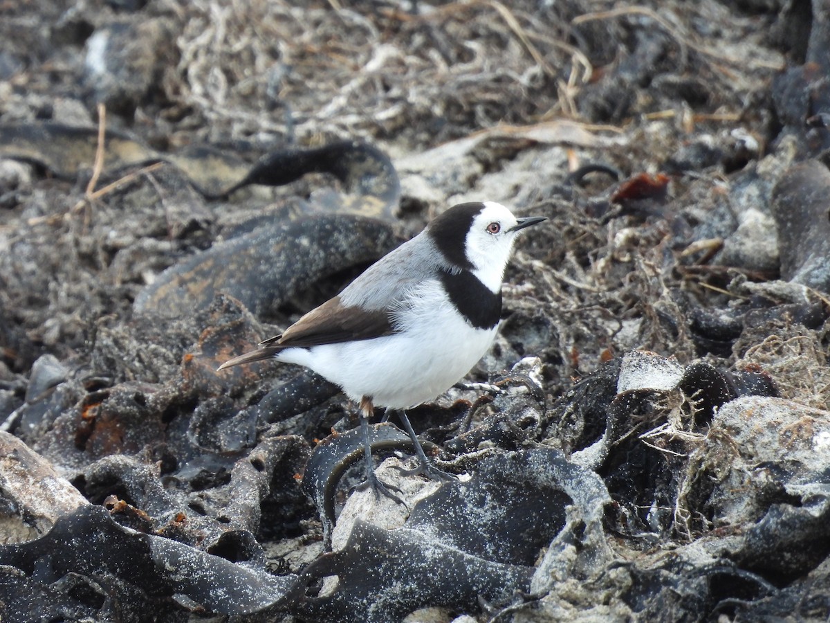 White-fronted Chat - ML601073251