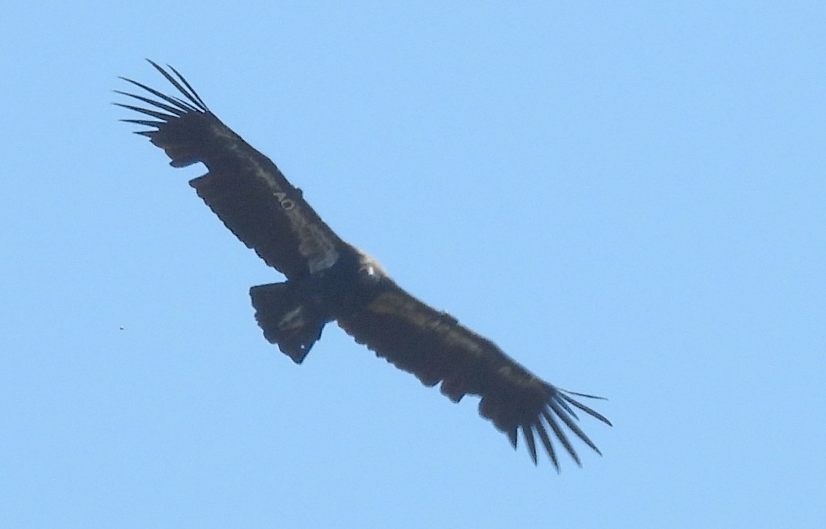 California Condor - ML601074421