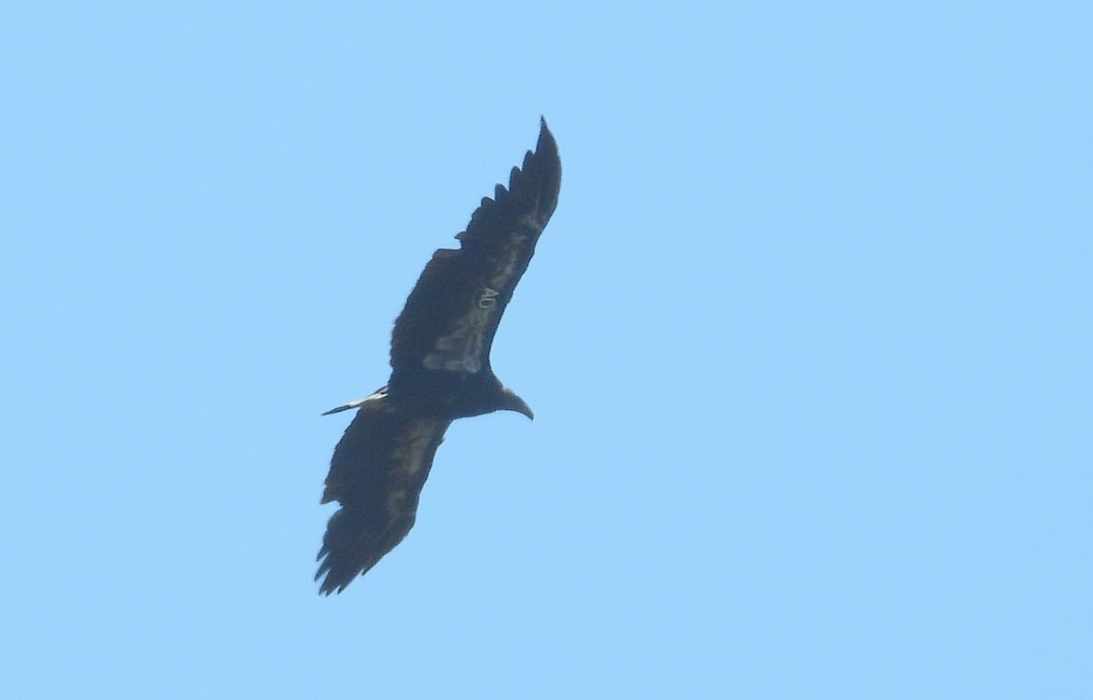 California Condor - ML601074441