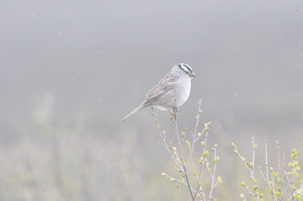 White-crowned Sparrow (Gambel's) - ML601074541