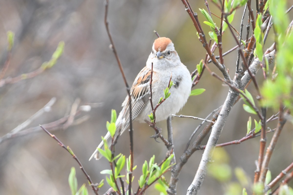 American Tree Sparrow - ML601075131