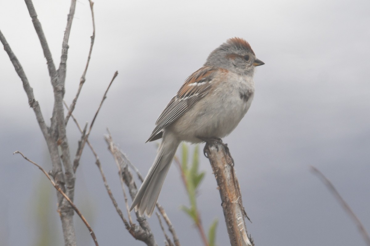 American Tree Sparrow - ML601075161