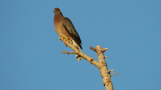 Band-tailed Pigeon (Northern) - ML601079671