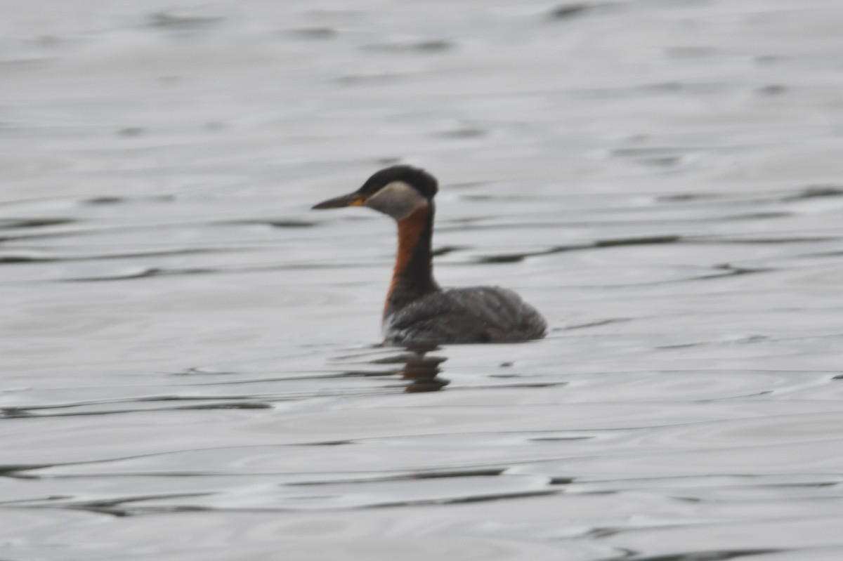 Red-necked Grebe - ML601082691