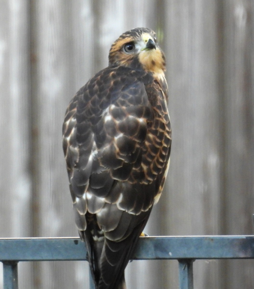 Broad-winged Hawk - Karen Carbiener