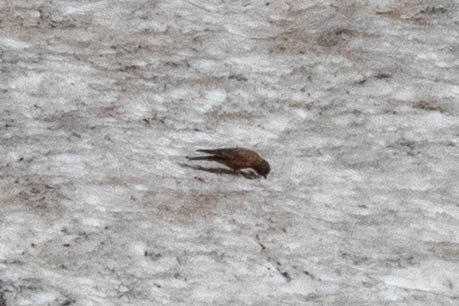 Brown-capped Rosy-Finch - ML601083681