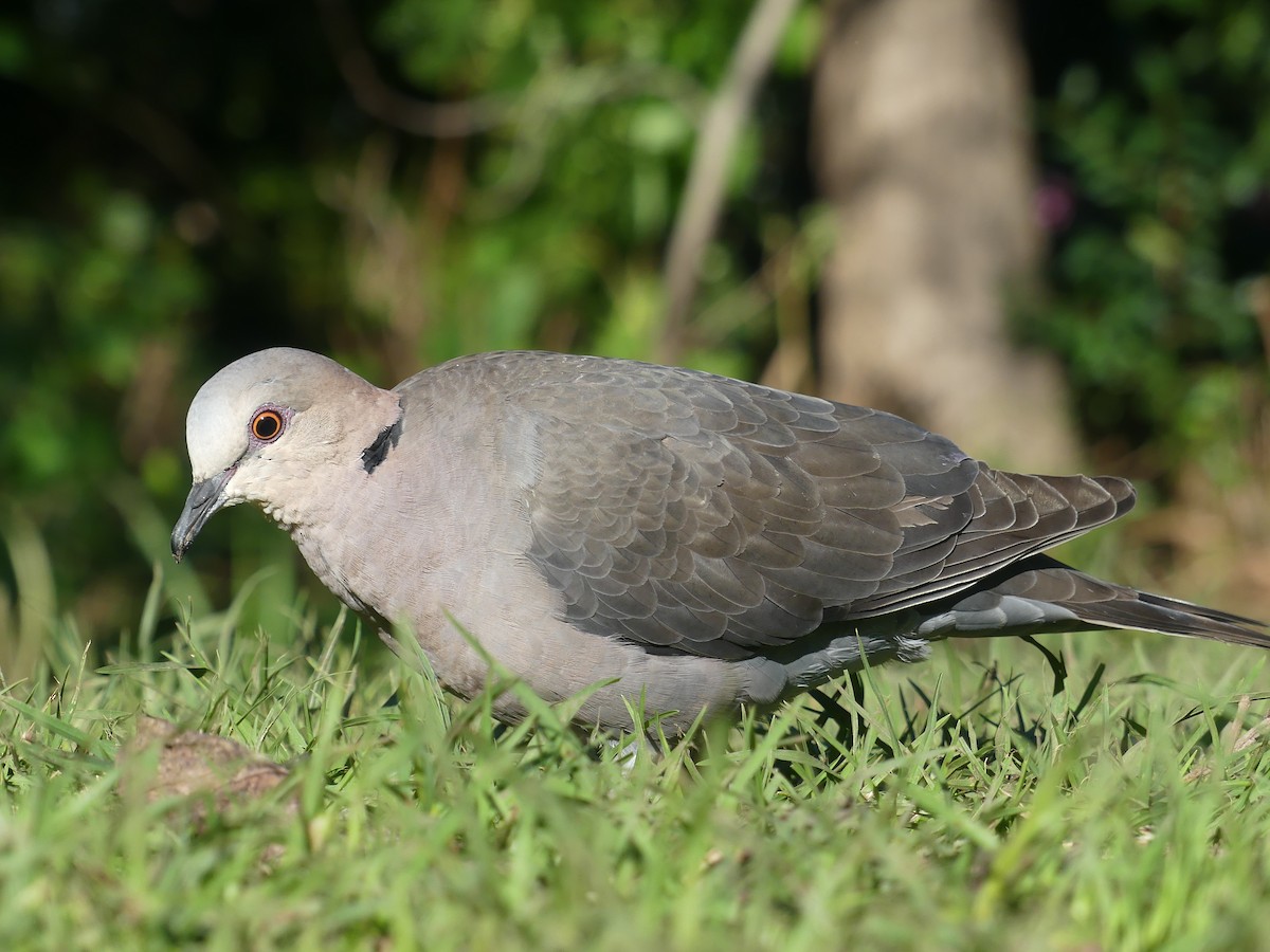 Red-eyed Dove - ML601089061