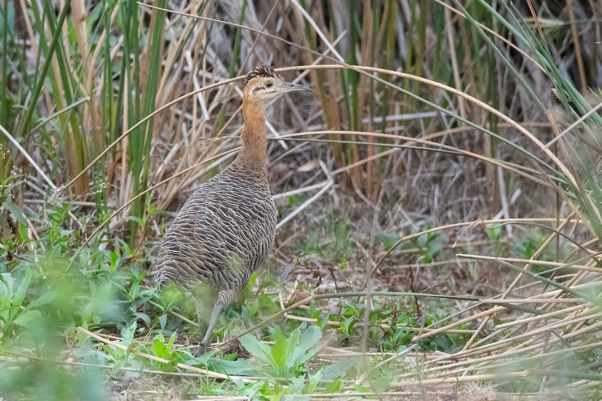 Red-winged Tinamou - Pablo Re