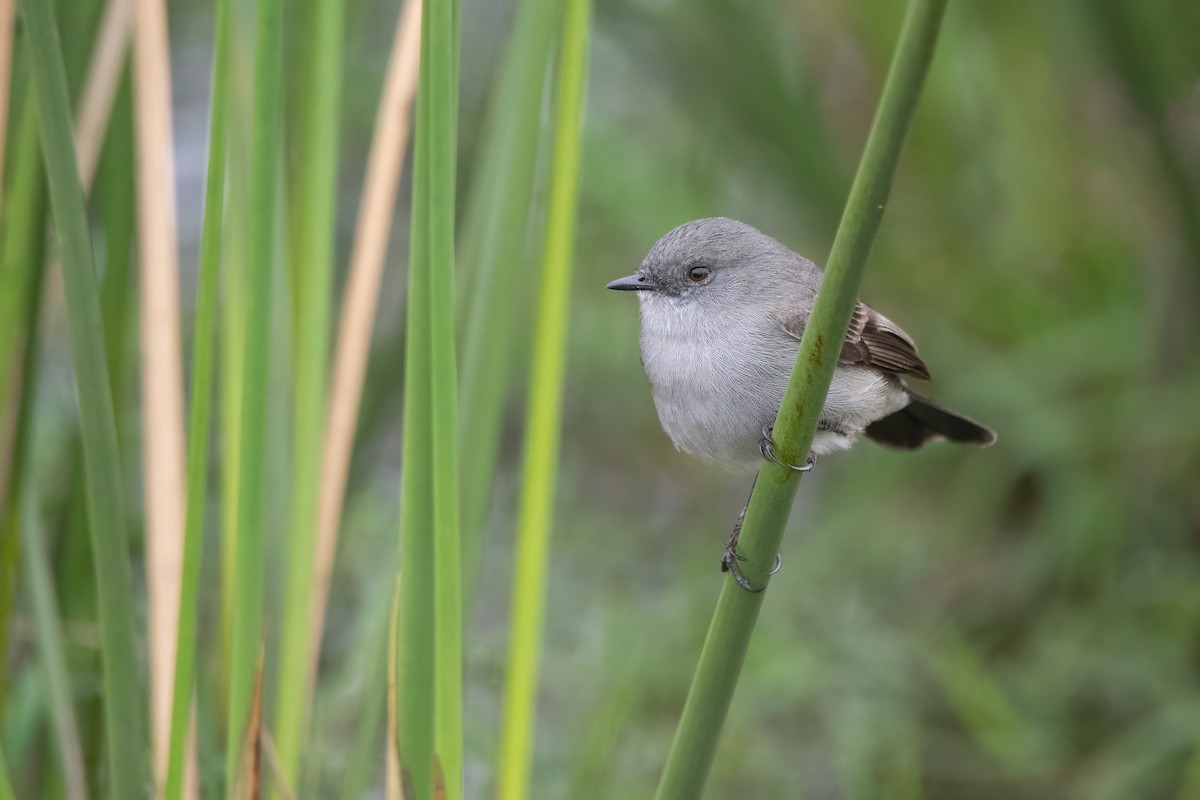 Sooty Tyrannulet - Pablo Re