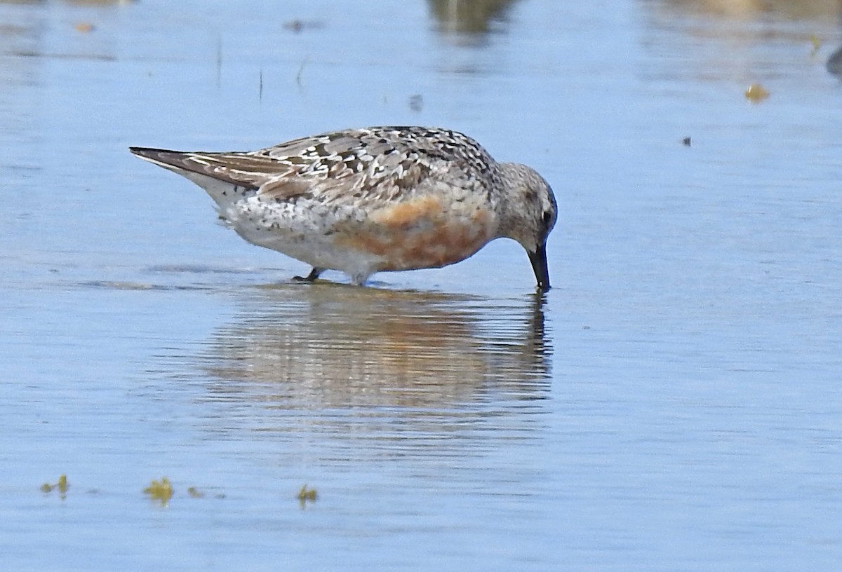 Red Knot - ML601091871