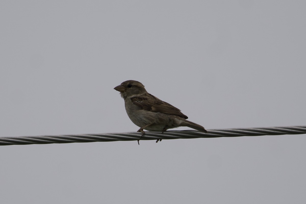 House Sparrow - ML601094111