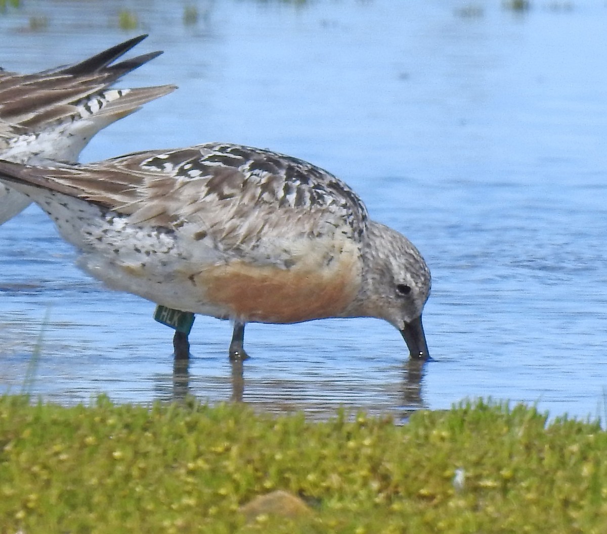 Red Knot - ML601094261