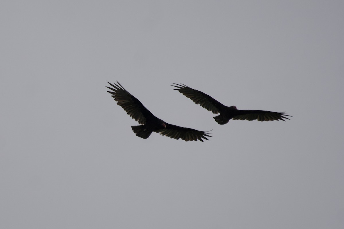 Turkey Vulture - ML601094391