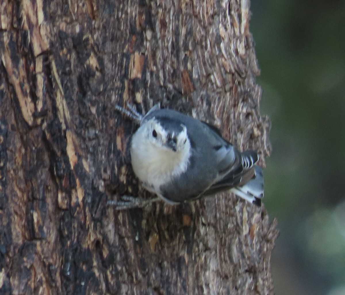 White-breasted Nuthatch - ML601094571