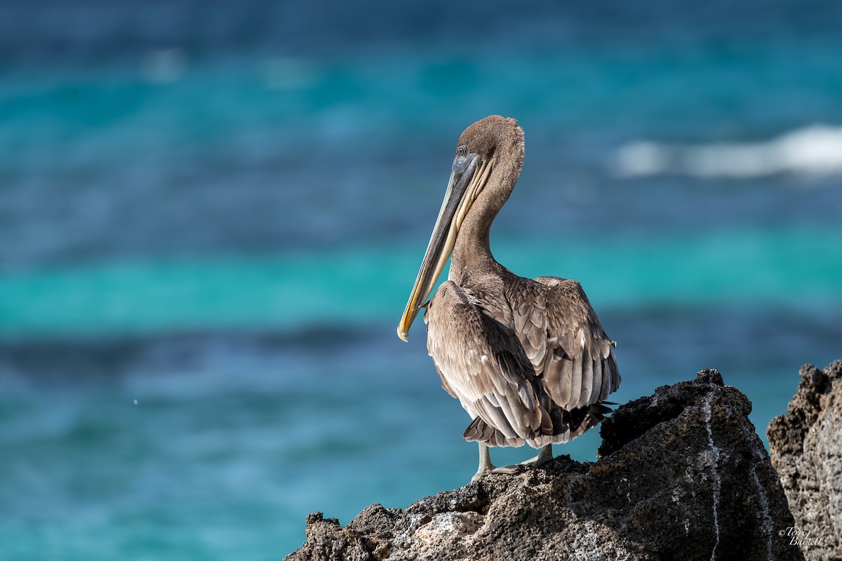 Brown Pelican (Galapagos) - ML601098041