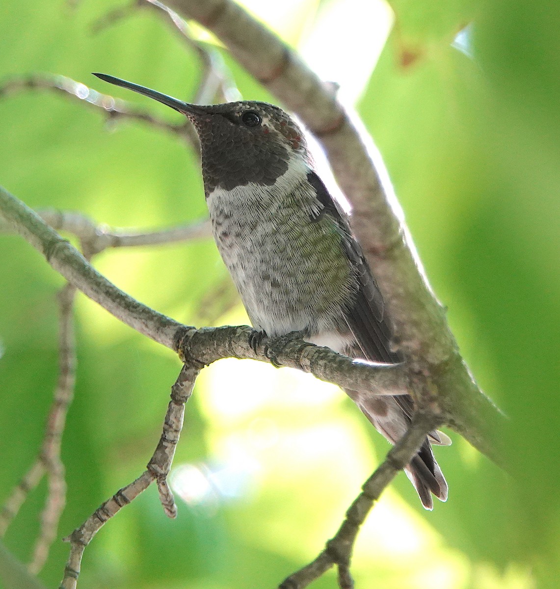 Anna's Hummingbird - ML601098341