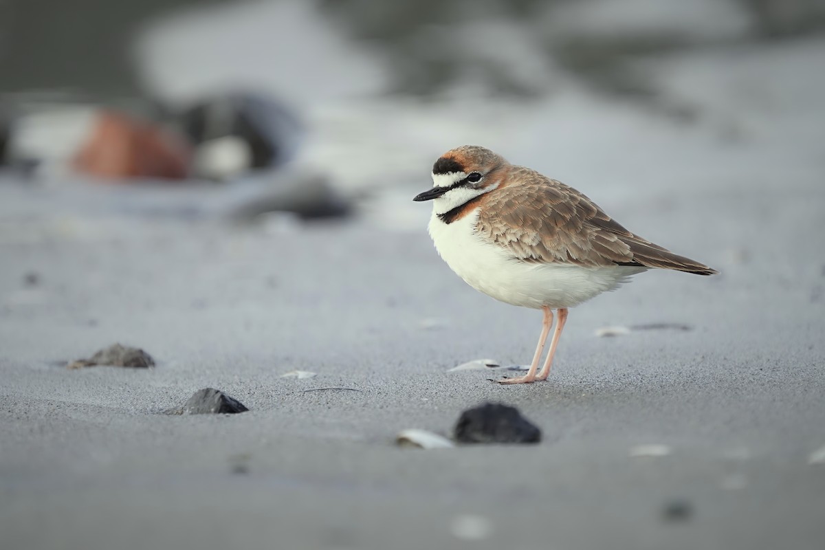Collared Plover - ML601098561