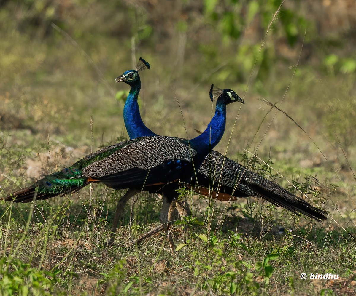 Indian Peafowl - Bindhu Mohan