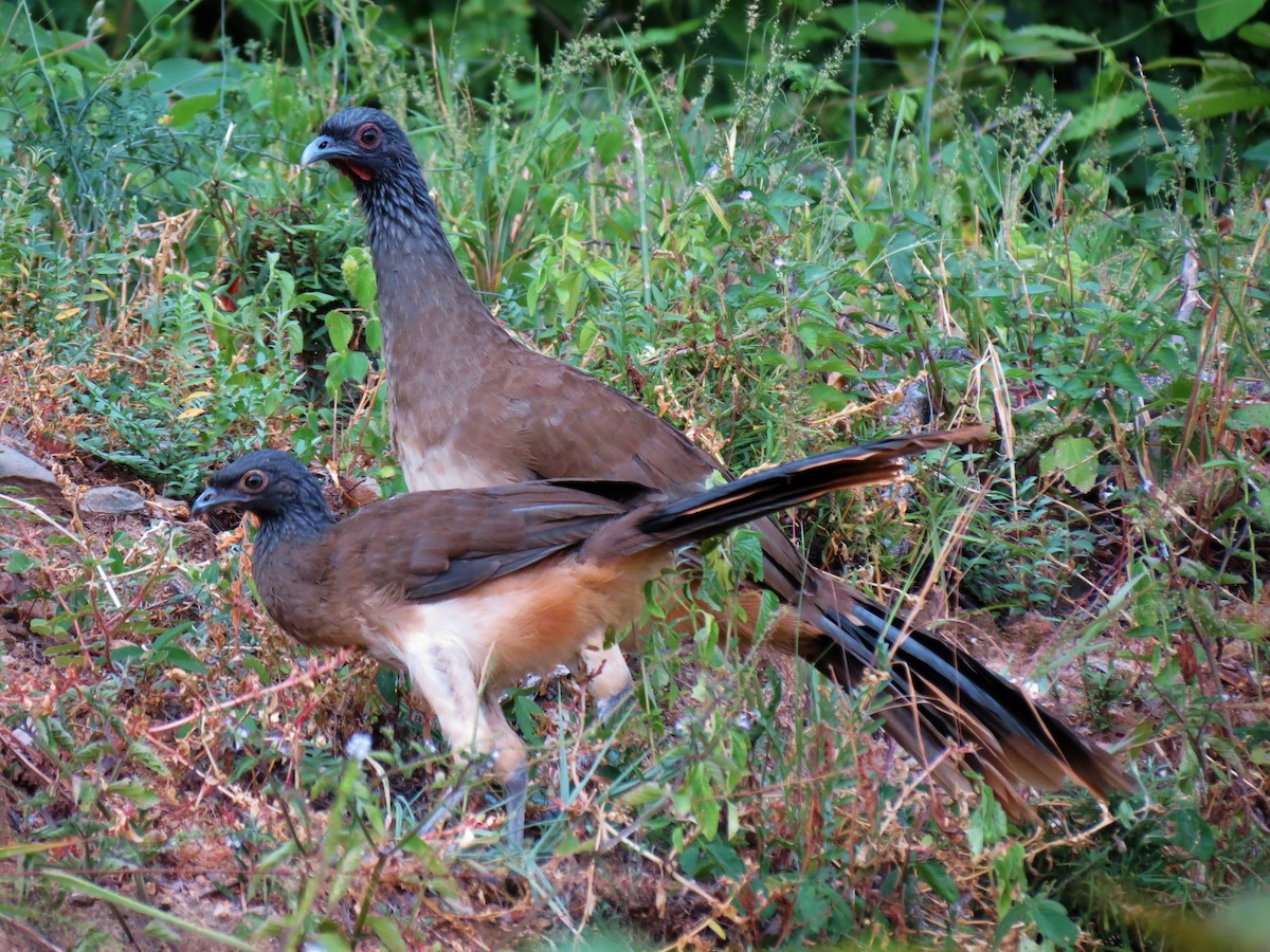 West Mexican Chachalaca - ML60110471