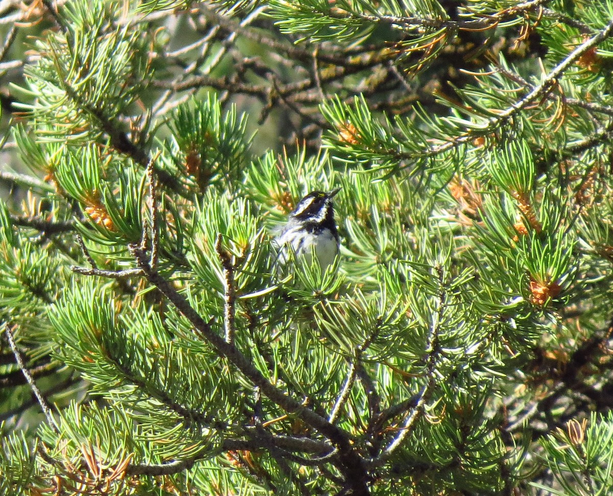 Black-throated Gray Warbler - ML601107441