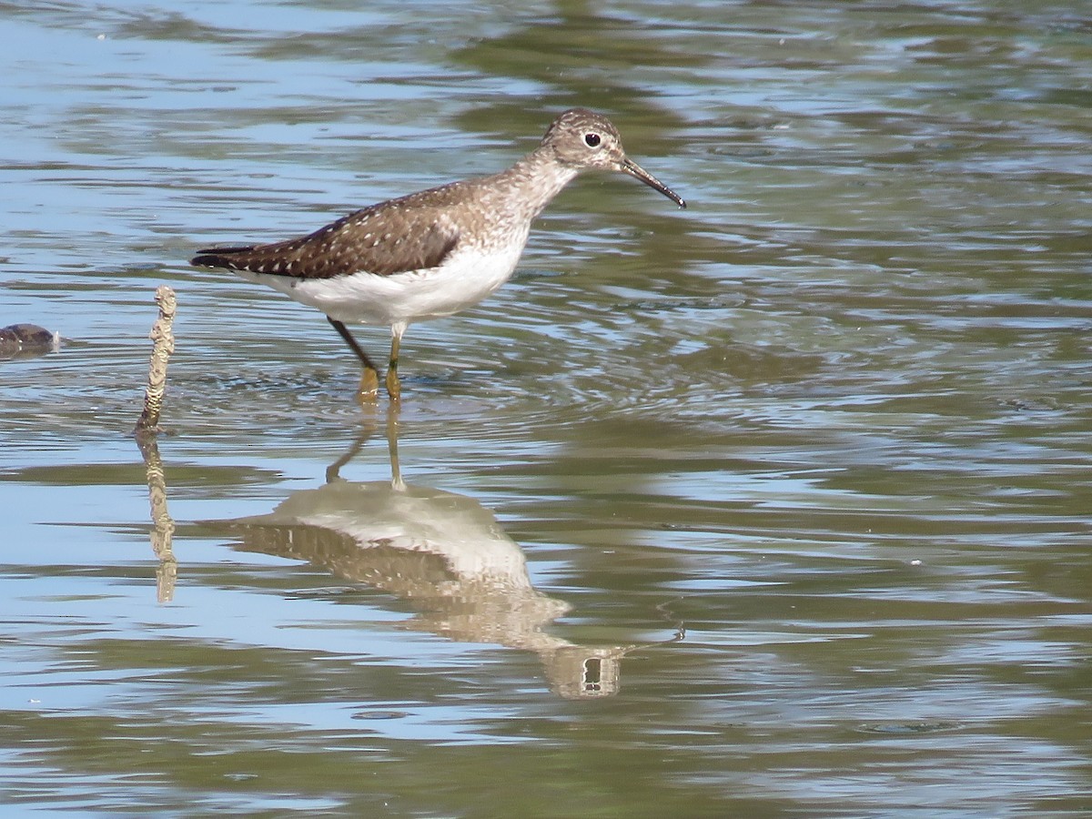 Solitary Sandpiper - Becky Laboy