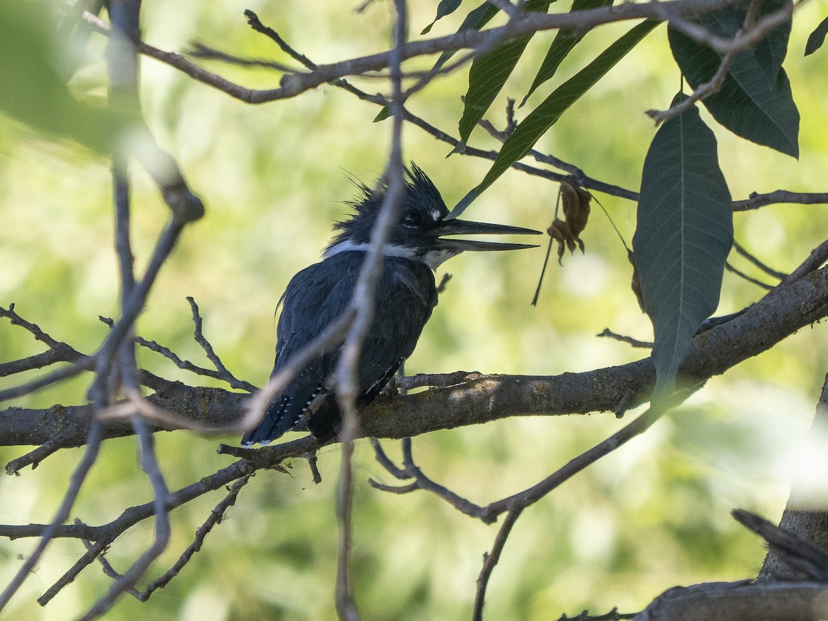 Belted Kingfisher - ML601110641