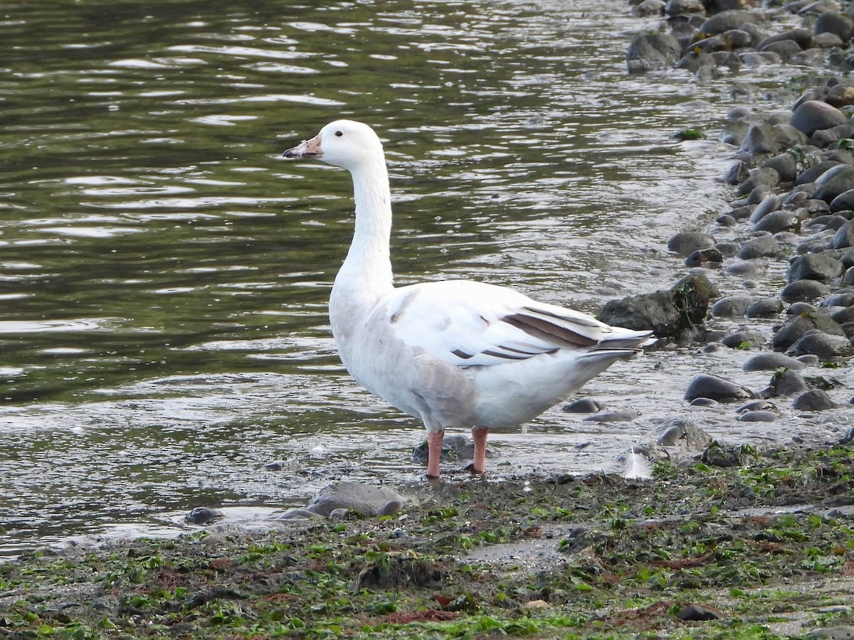 Domestic goose sp. x Canada Goose (hybrid) - ML601113711