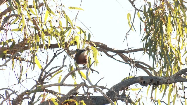 Gray-crowned Babbler - ML601117091