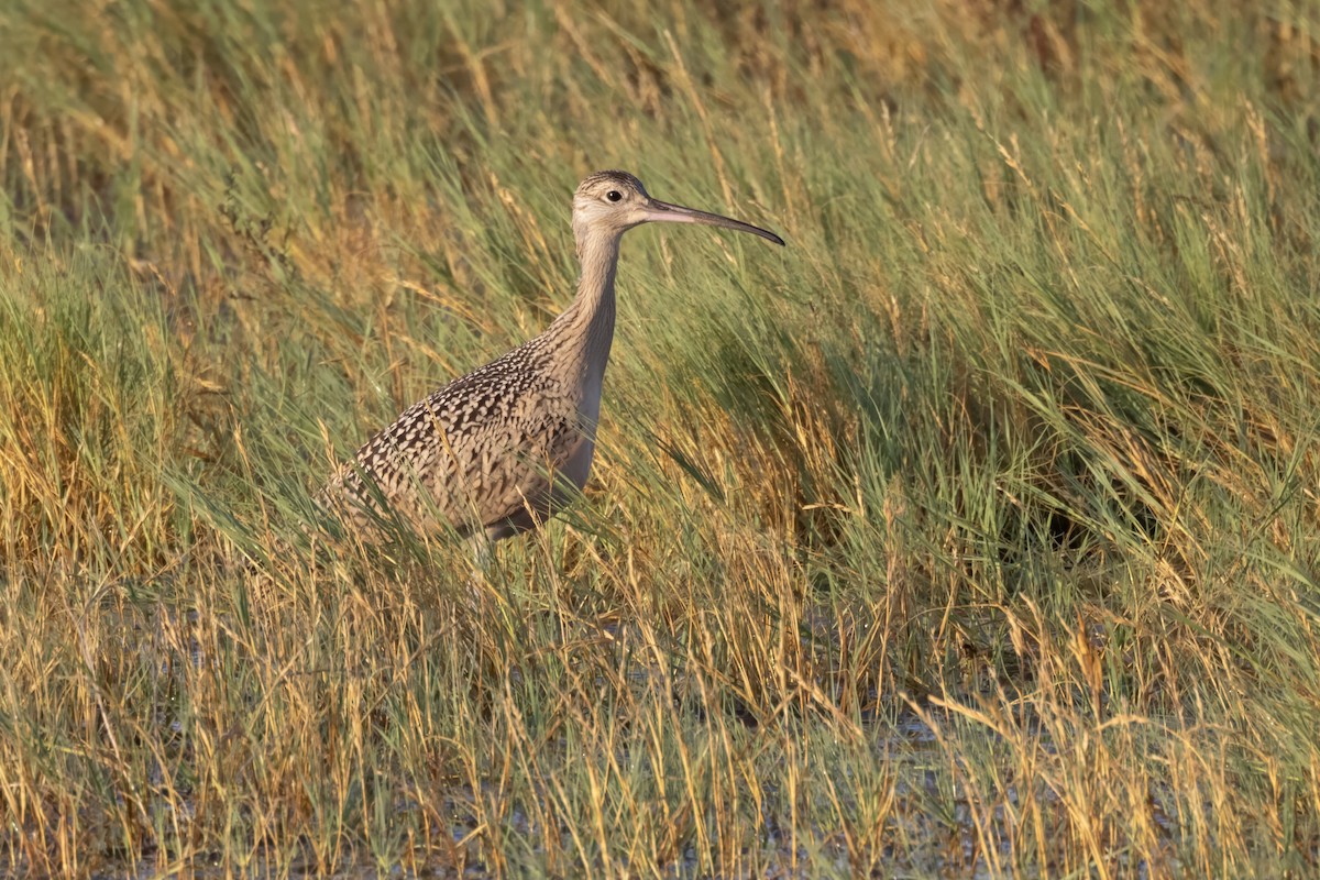 Long-billed Curlew - ML601118371
