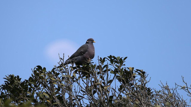 Полосатохвостый голубь - ML601118911