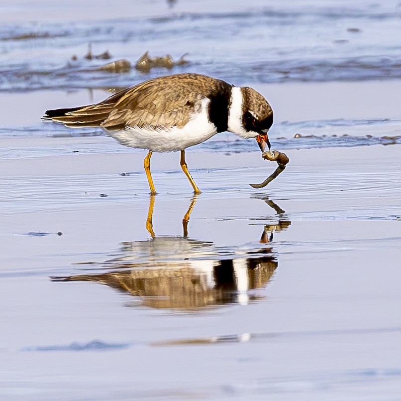 Semipalmated Plover - ML601120671