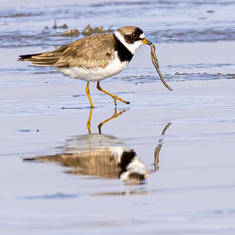 Semipalmated Plover - ML601120691