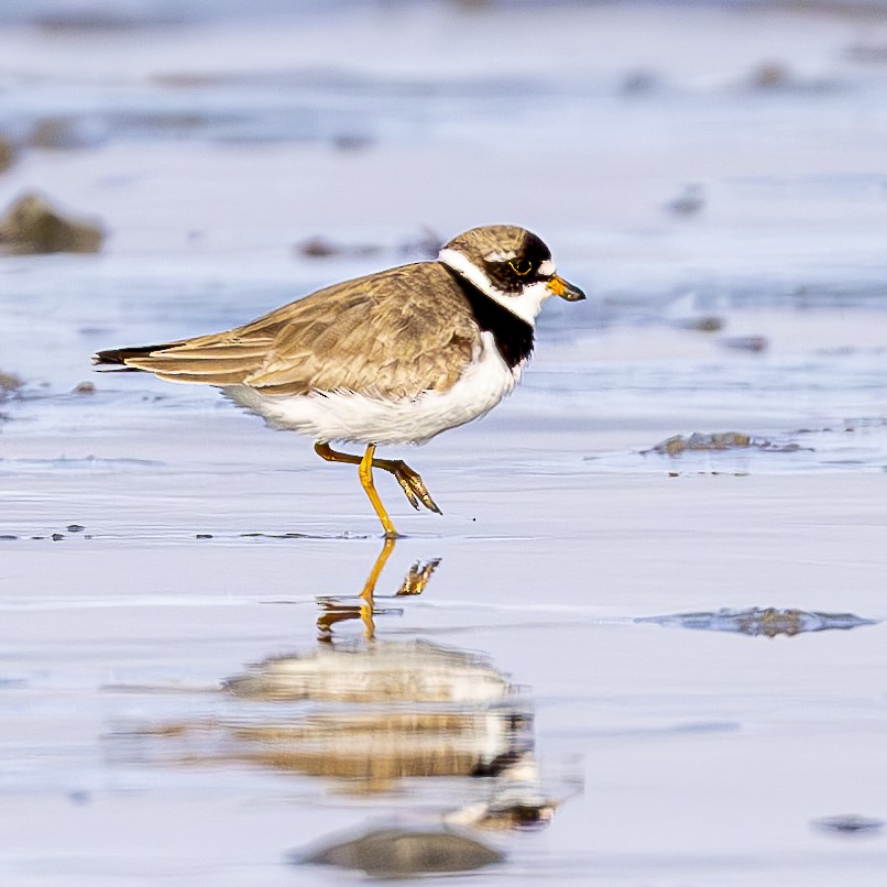 Semipalmated Plover - ML601120701