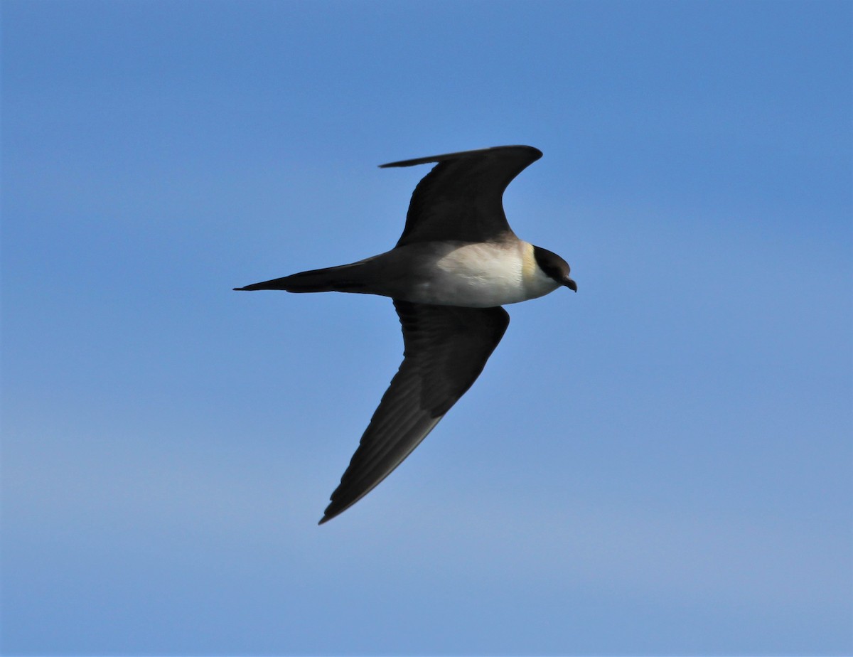 Long-tailed Jaeger - ML601123131