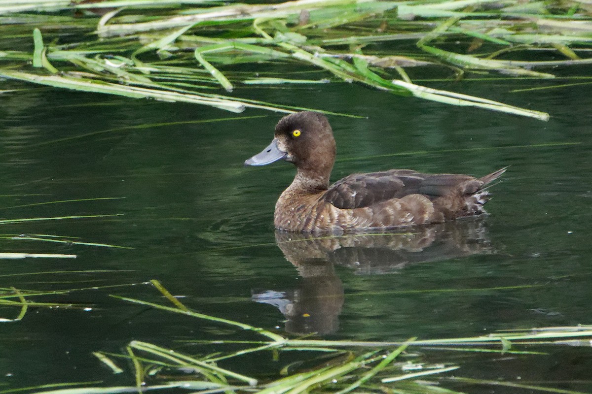 Tufted Duck - ML601123821