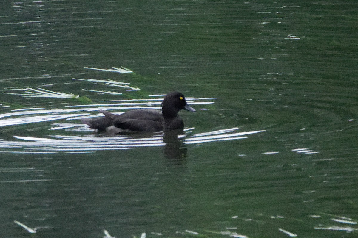 Tufted Duck - ML601124091