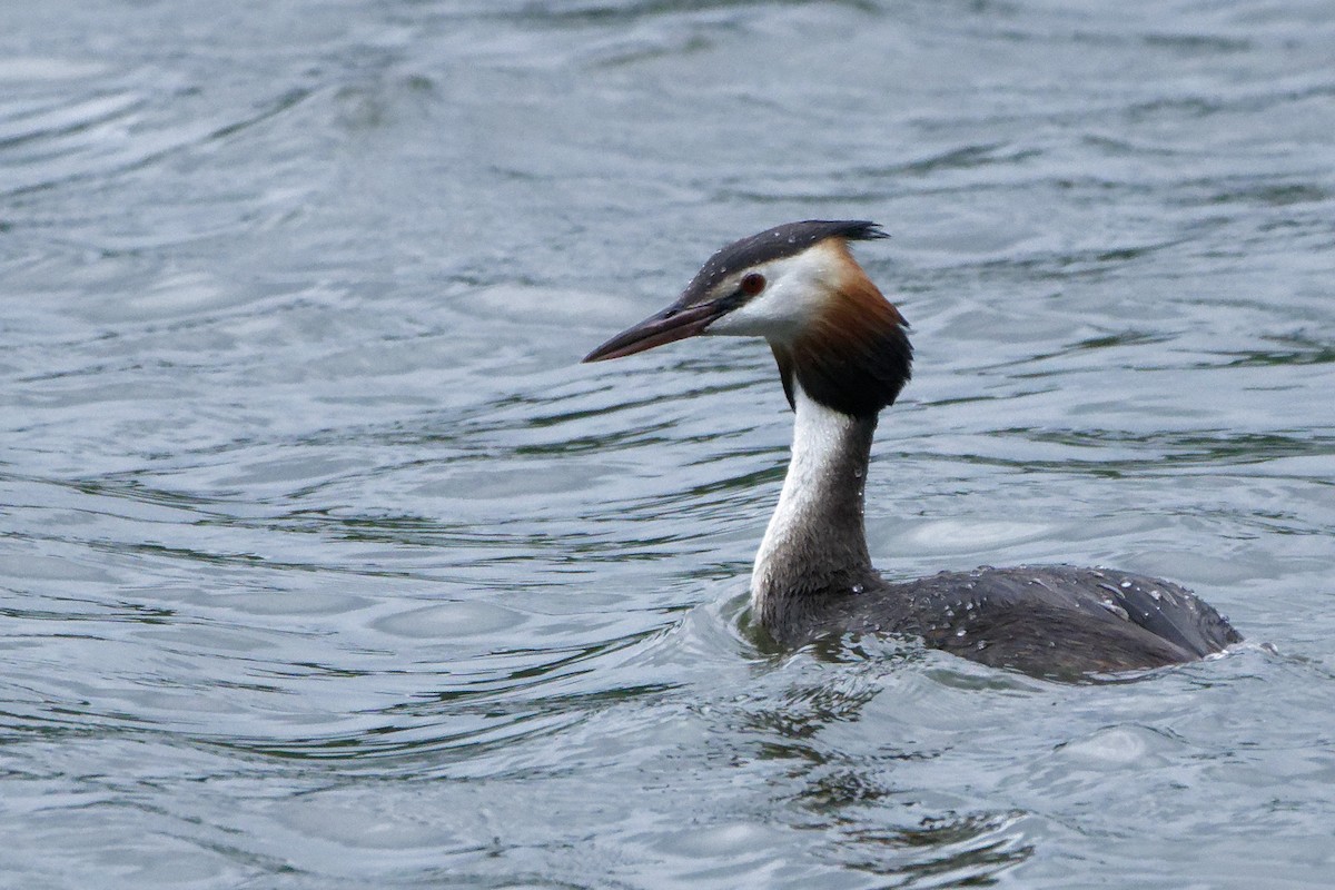 Great Crested Grebe - ML601124151