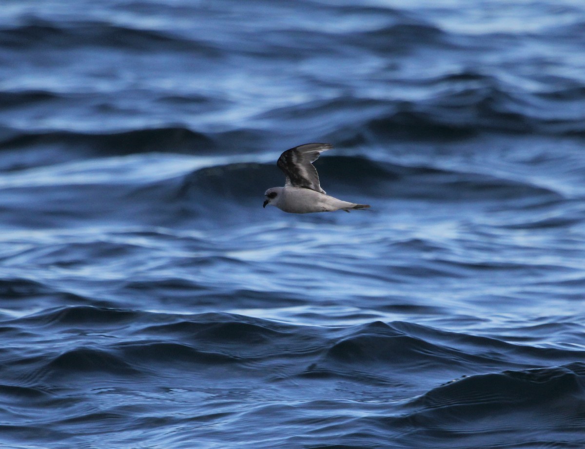 Fork-tailed Storm-Petrel - ML601125781